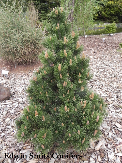 Pinus mugo 'Norenberg